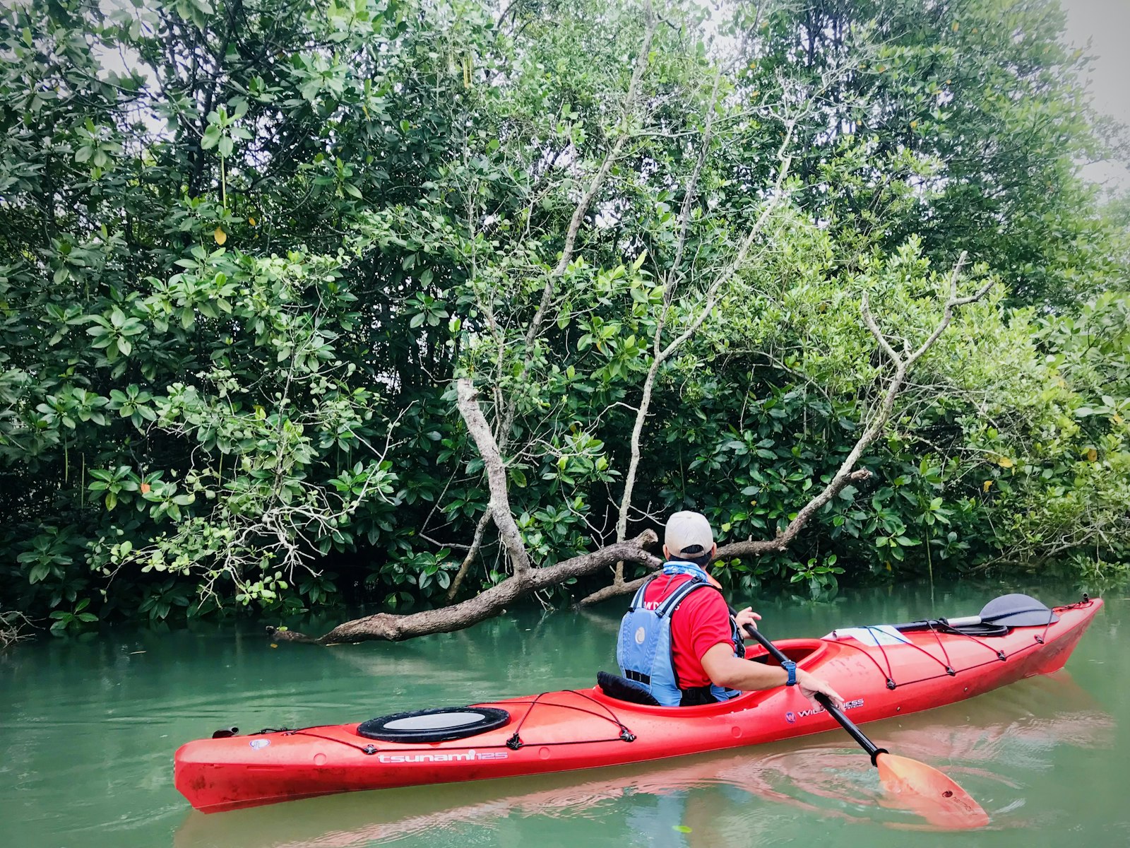 Kayaker paddling a red kayak through a mangrove channel on Pulau Ubin